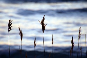 susnset8